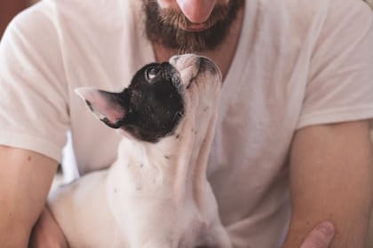 Los dueños de perros sienten un vínculo emocional más fuerte con sus mascotas que los dueños de gatos