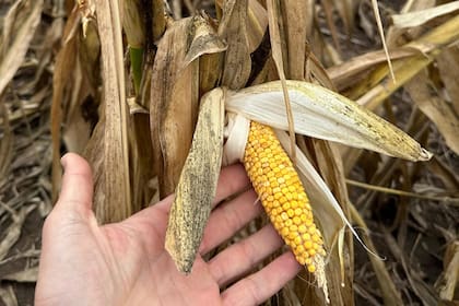 Los efectos de la chicharrita en el cultivo de maíz