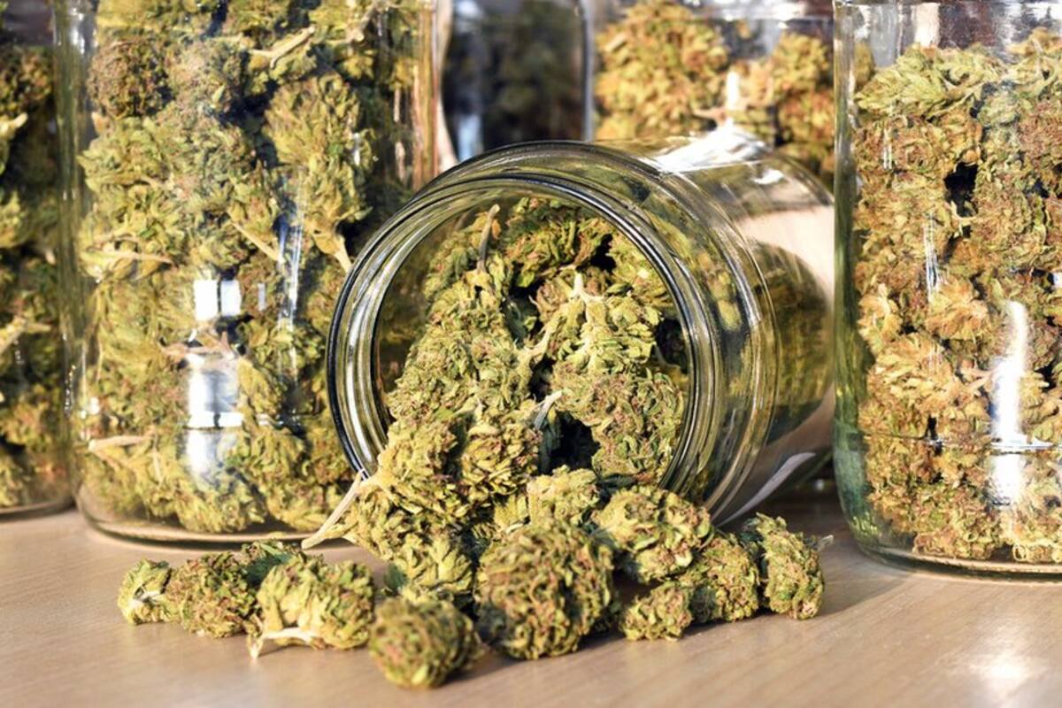 Los efectos de la radula podrían ser menos fuertes que los de la marihuana.