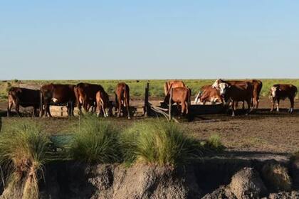 Los efectos de la sequía en el ganado vacuno en el norte de Santa Fe