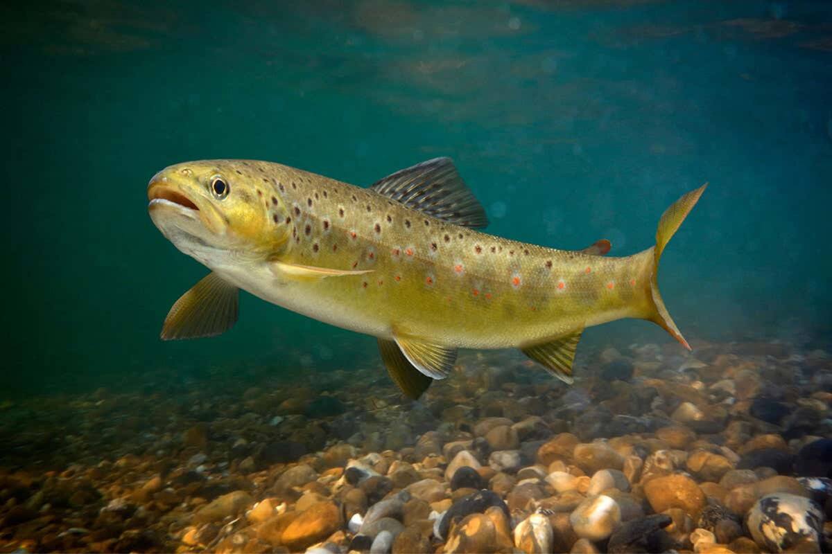 Los efectos de las drogas en la vida silvestre, aunque estudiados, todavía no fueron plenamente comprendidos