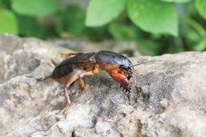Los ejemplares adultos de grillos topos se asoman al exterior muy poco tiempo al día. Sólo pueden verse así en días nublados.