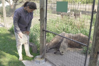 Los ejemplares adultos se alimentan con un licuado en base a comida para gatos.