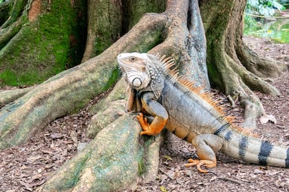 Los ejemplares capturados no pueden trasladarse ni liberarse en otra zona de Florida, mientras que conservarlos vivos para tareas de control requiere un permiso especial
