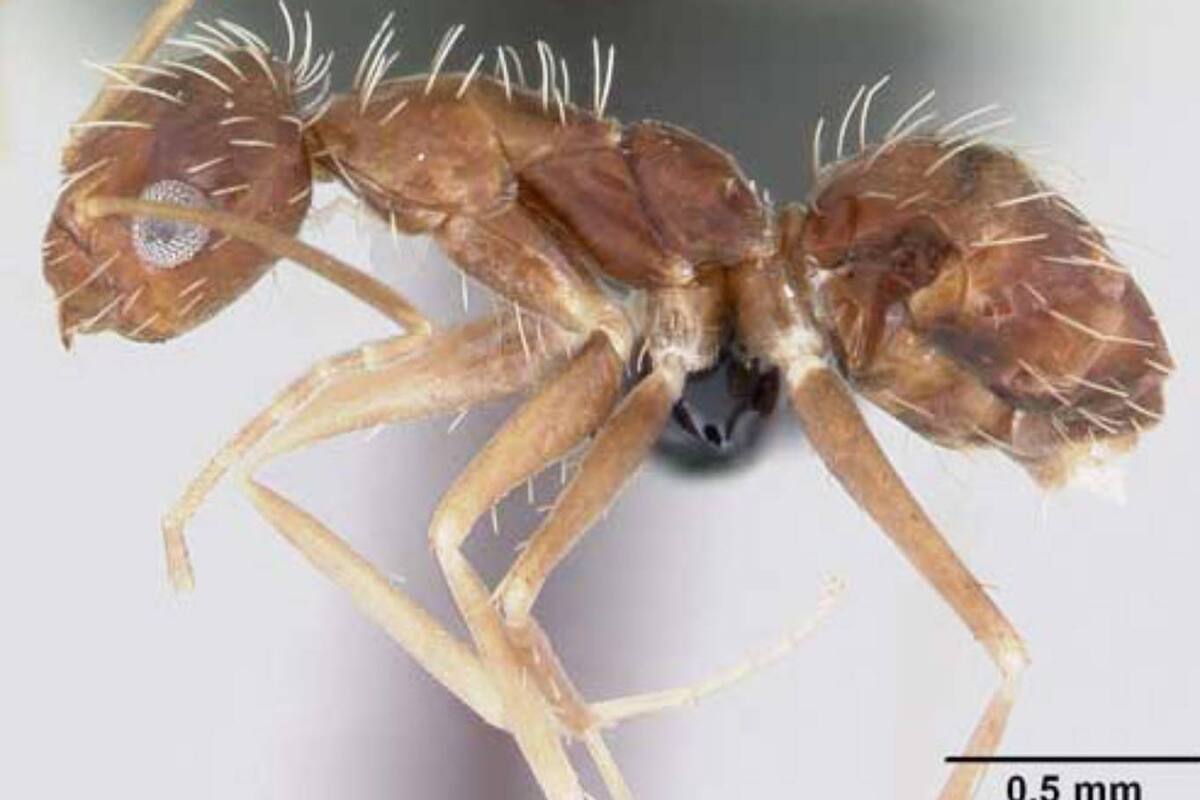 Los ejemplares de la hormiga loca fueron hallados en el puerto de Barcelona y es una especie inédita en Cataluña, aunque ya había sido detectada en otras regiones de España
