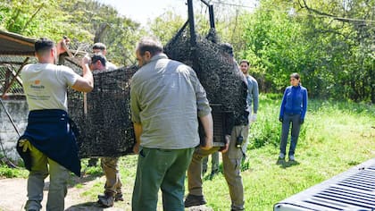 Los ejemplares encontrados en zonas urbanas son trasladados a centros especializados para su evaluación y eventual reinserción en ambientes naturales