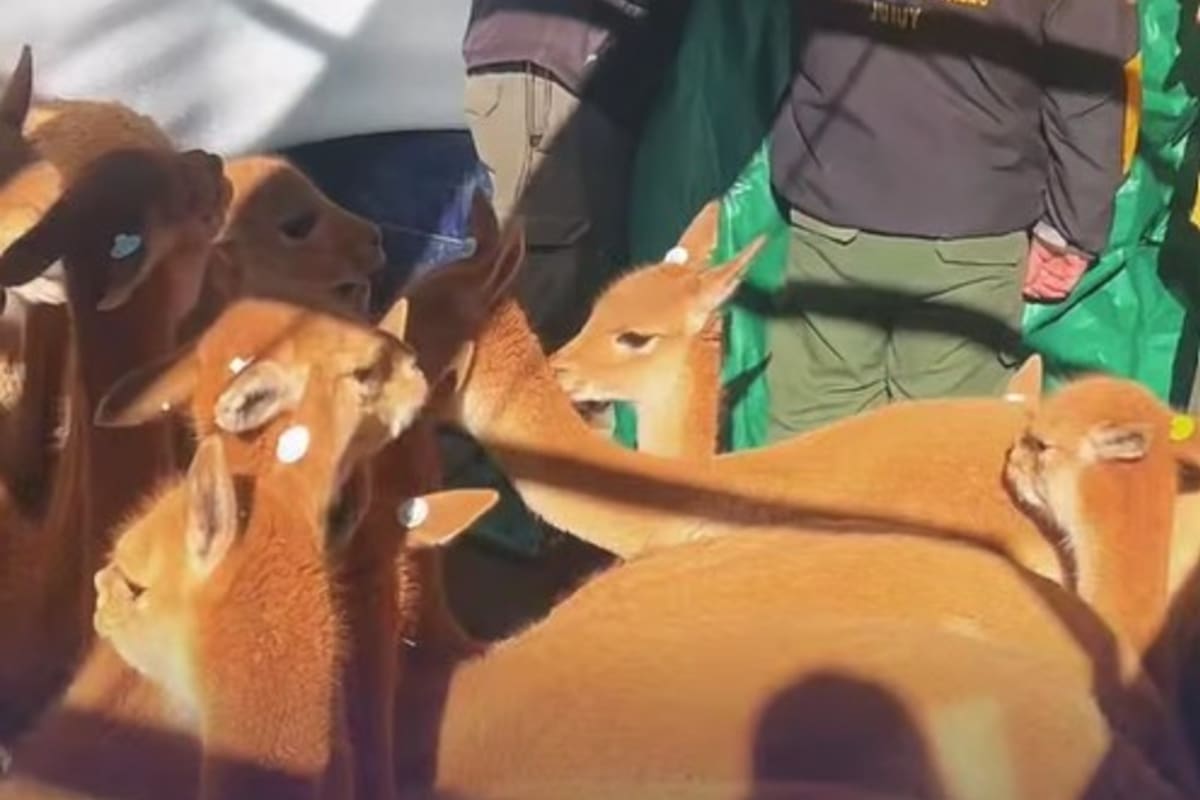 Los ejemplares rescatados de un criadero