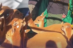 Así fue el rescate y liberación de las 43 vicuñas que vivían en un criadero en Jujuy