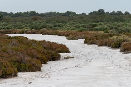 Los ejemplares se encuentran en el Parque Nacional Ansenuza