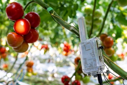 Los electrodos se colocan sobre el tallo y registran durante las 24 horas las señales eléctricas de la planta