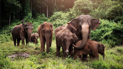 Los elefantes asiáticos son parientes cercanos del extinto mamut lanudo
