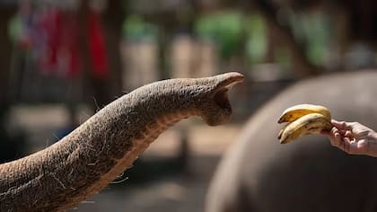 Los elefantes asiáticos tienen un solo "dedo" en la punta de la trompa; los elefantes africanos tienen dos