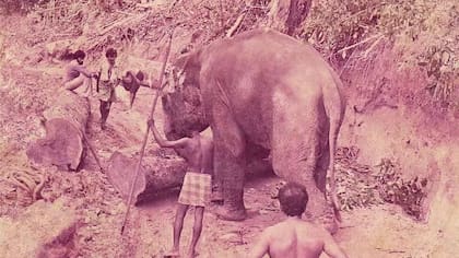 Los elefantes ayudan a mover troncos en sitios inaccesibles para las máquinas. Este es Raja, el elefante macho mayor de la manada