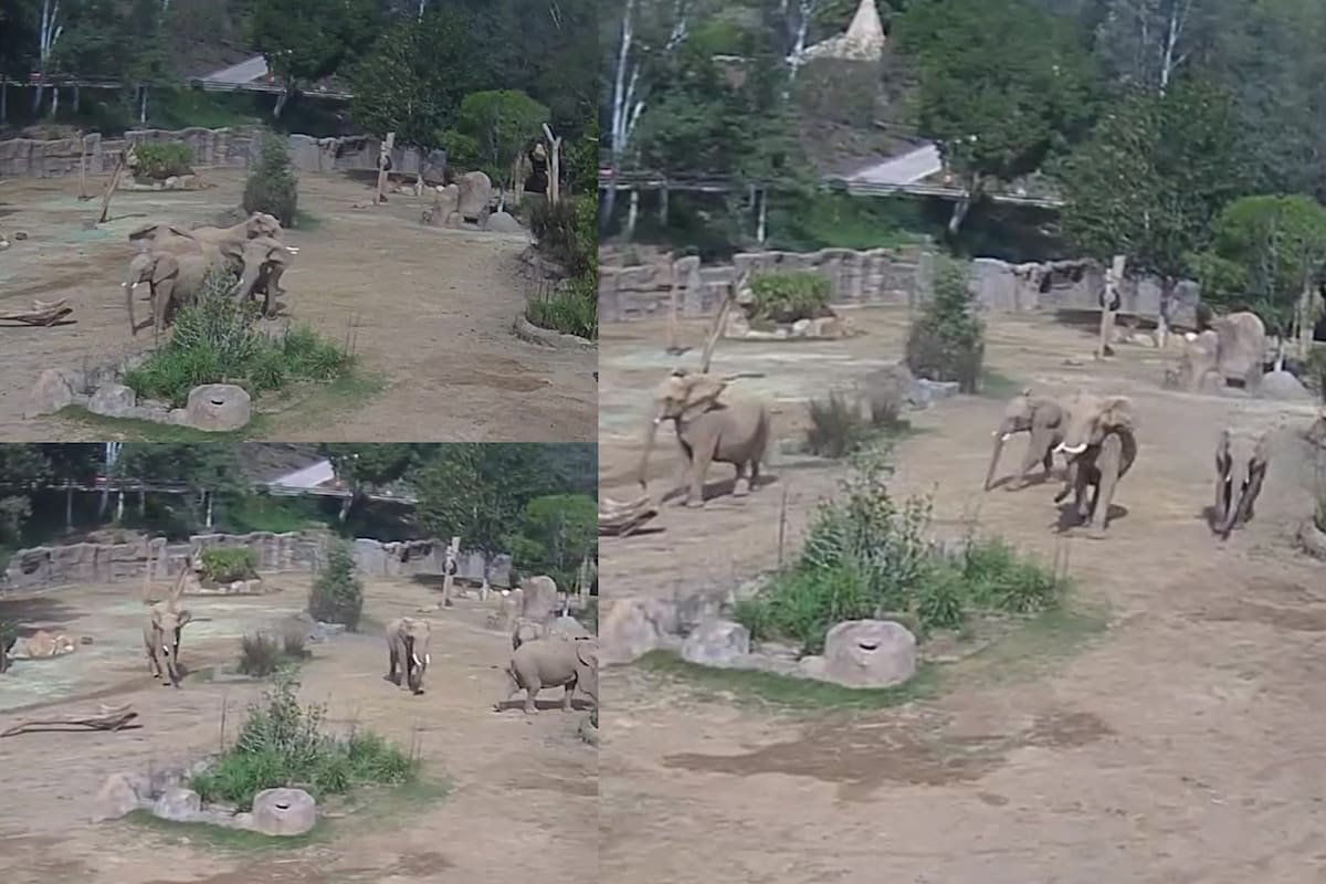 Los elefantes del zoológico de San Diego forman un "círculo de alerta" durante el terremoto para proteger a sus crías (X: @SanDiegoZoo)