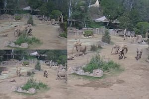 Los elefantes del zoológico de San Diego forman un "círculo de alerta" durante el terremoto para proteger a sus crías (X: @SanDiegoZoo)