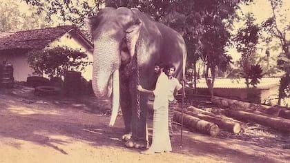 Los elefantes, especialmente los que tienen colmillos como Ekadantha, son un símbolo de estatus en Sri Lanka