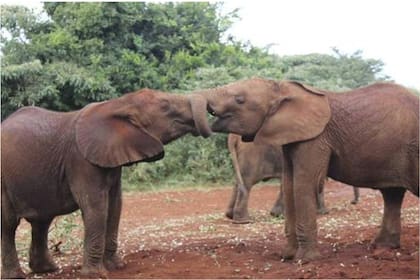 Los elefantes son uno de los animales más perjudicados por el consumo de etanol