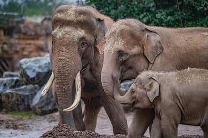 Los elefantes son uno de los animales preferidos para observar