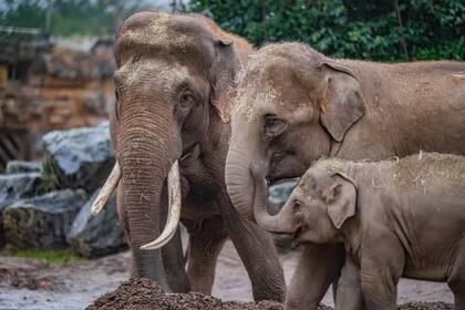 Los elefantes son uno de los animales preferidos para observar