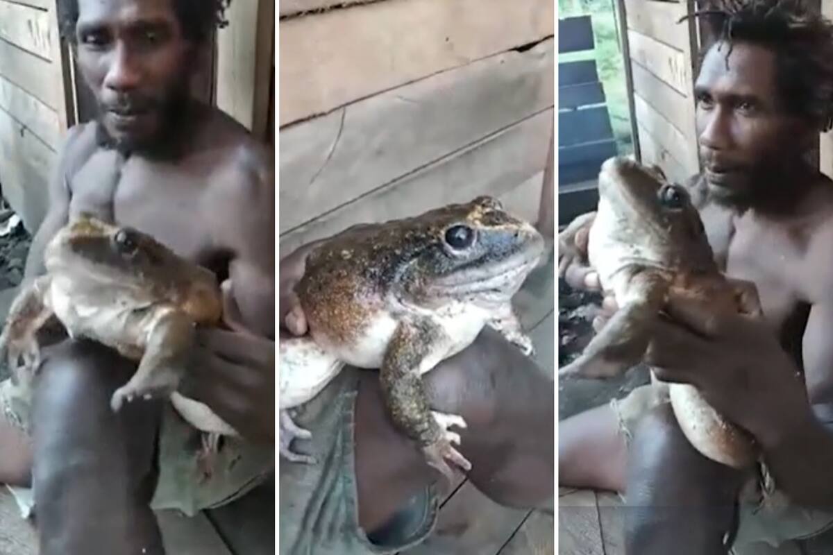 Los empleados de un aserraderos se encontraban cazando cuando la curiosa rana apareció