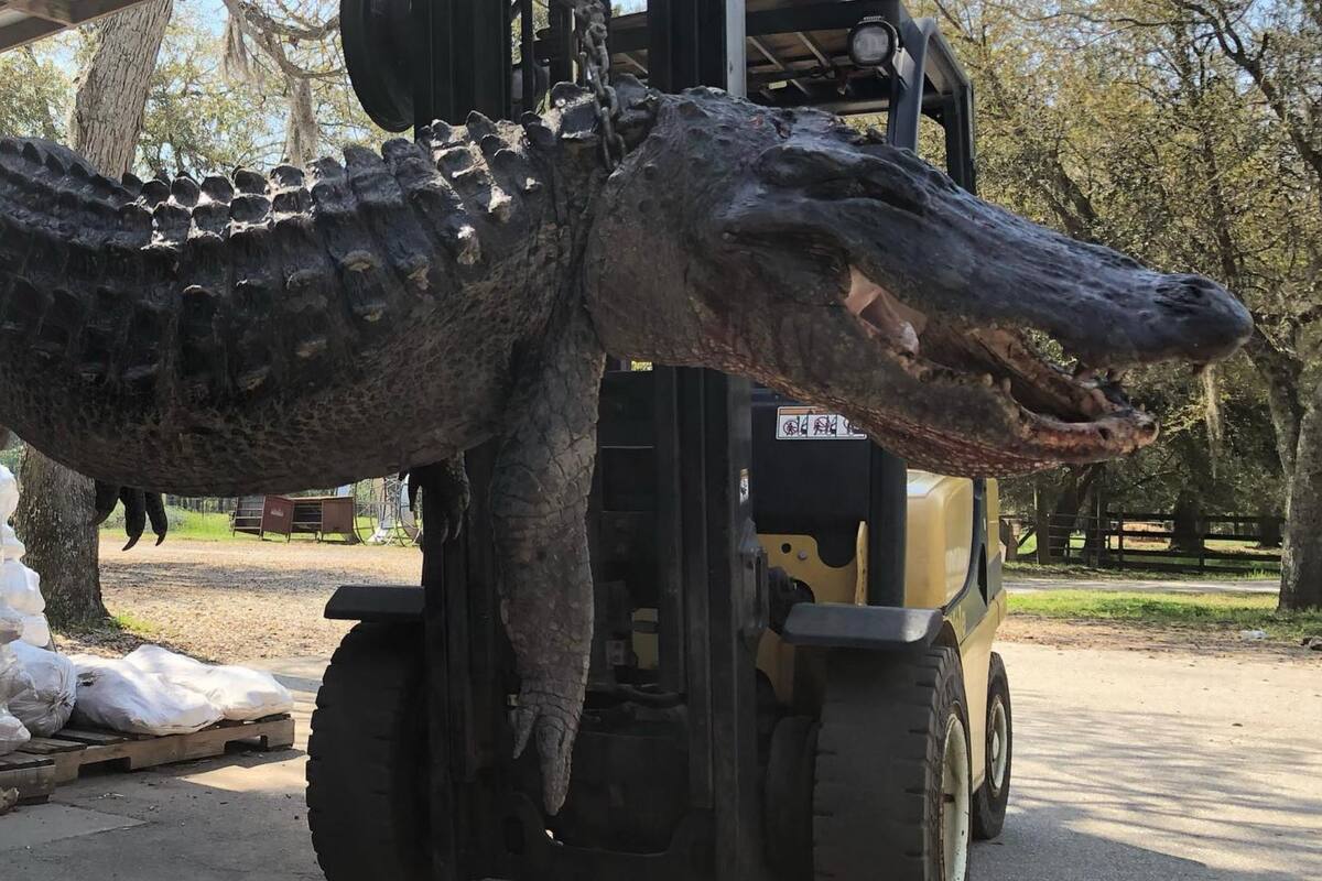 Los empleados de una carnicería en Estados Unidos se llevaron una sorpresa al diseccionar un enorme caimán