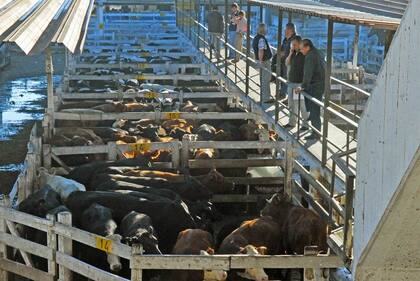 El mercado opera actualmente en un predio de 34 ha en Mataderos