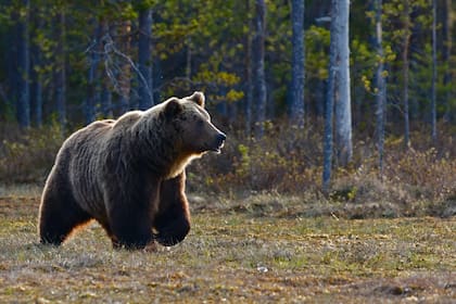 Los encuentros de osos con humanos pueden resultar mortales para ambas especies