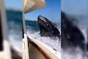 Los encuentros entre ballenas y embarcaciones no son extraños, pero es importante respetar las medidas de seguridad