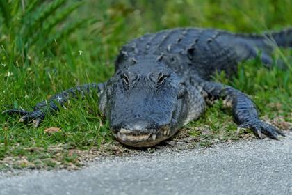 Los encuentros entre caimanes y humanos son comunes en Florida, aunque se deben tomar precauciones para evitar un ataque grave