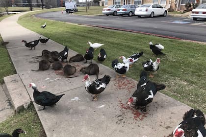 Los enormes roedores visitaron en manada en un paseo verde de Texas y generaron sorpresa e incertidumbre entre los pobladores, que difundieron las imágenes en redes sociales