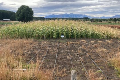 Los ensayos se realizaron en 19 puntos de la Patagonia, con resultados que empiezan a cambiar el rol del maíz en la región