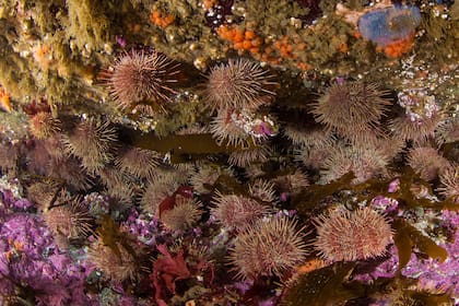 Los erizos Loxechinus albus se alimentan también de algas