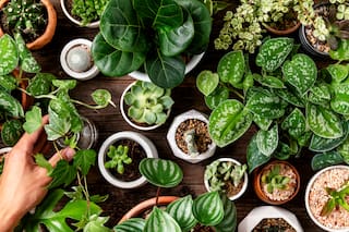 Los errores más comunes en el cuidado de las plantas de interior