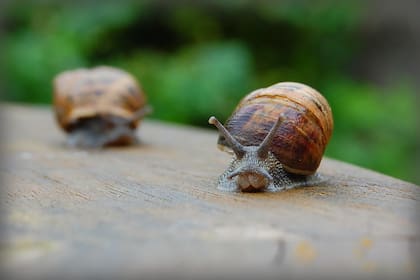 Los escargots son caracoles comestibles muy consumidos en Francia.