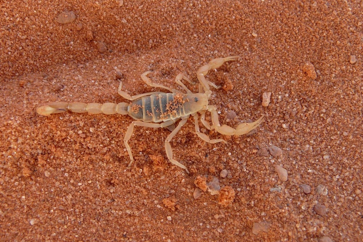 Los escorpiones son una amenaza en Arizona