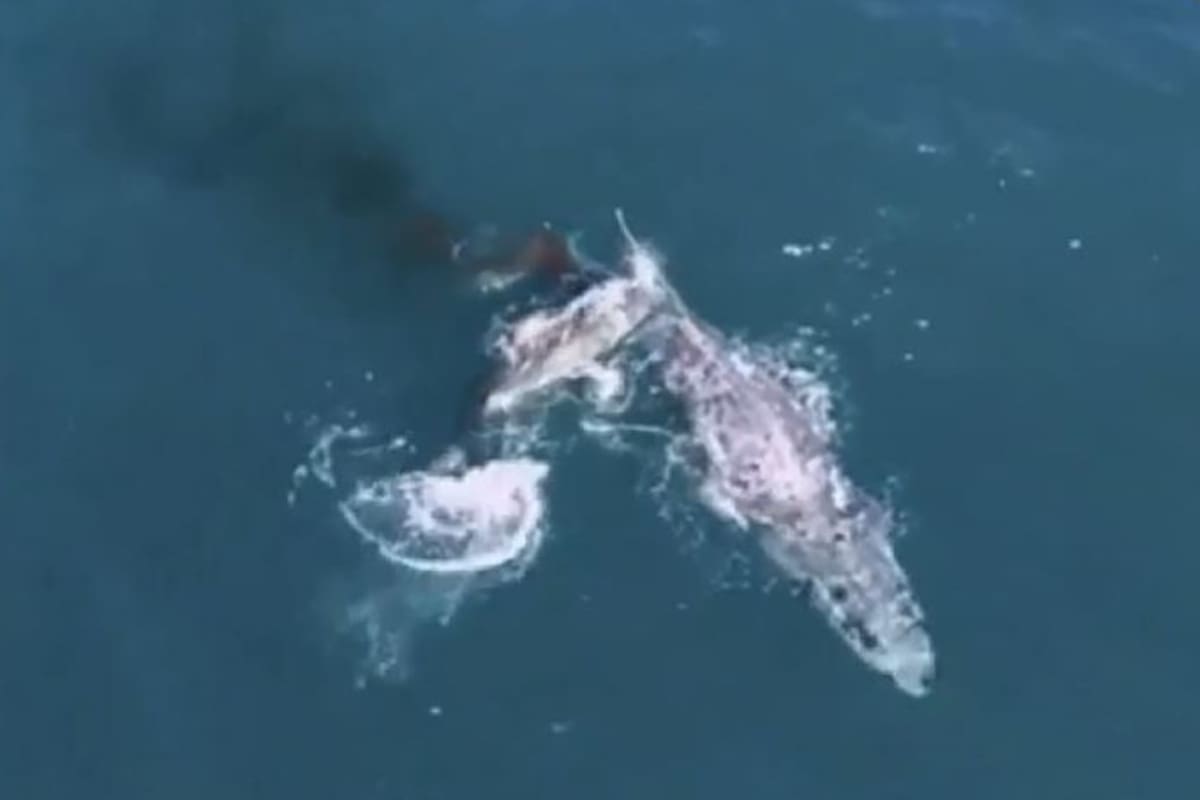 Los especialistas aseguran que nunca habían observado ni grabado un evento en el que un escualo agreda y mate a un ejemplar marino que lo dobla en tamaño