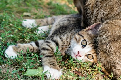 Los especialistas coinciden que los felinos no son buenos cazadores de ratas debido a su comportamiento y el tamaño de sus rivales
