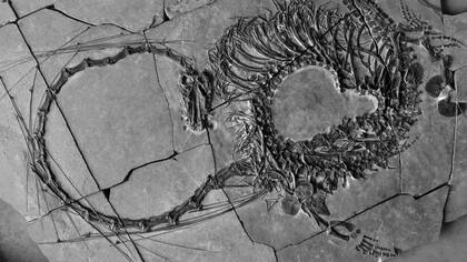 Los especialistas creen que el fósil es de hace 240 millones de años
