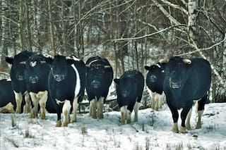 El extraño comportamiento de las vacas de Chernobyl