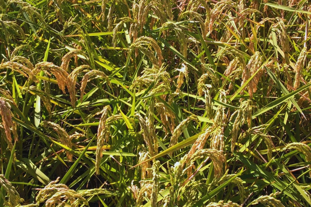 Los especialistas del INTA recomiendan ampliar el monitoreo de enfermedades en el arroz para evitar su propagación