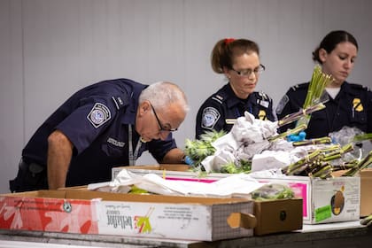 Los especialistas en agricultura de la CBP examinan meticulosamente todas las flores que ingresan a Estados Unidos