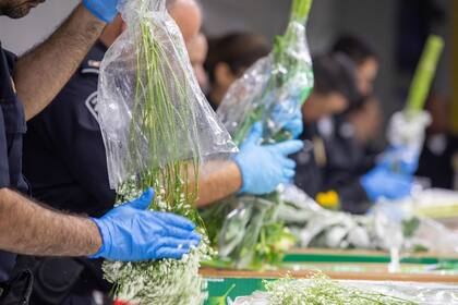 Los especialistas en agricultura de la CBP tienen una amplia capacitación y experiencia en ciencias biológicas e inspección agrícola