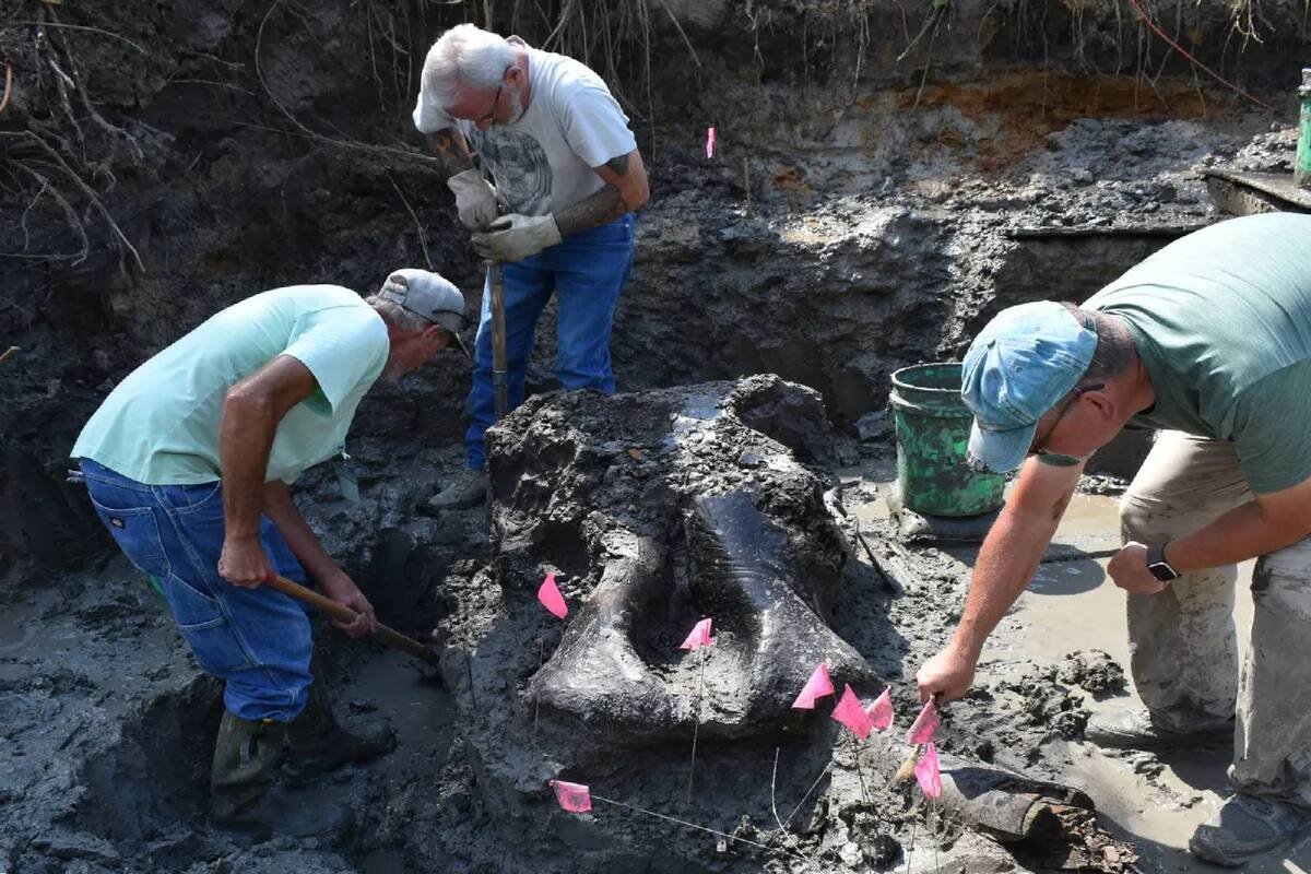 Los especialistas encontraron una pieza craneal bien conservada que pertenecía a un mastodonte