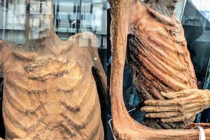 Los especialistas explicaron que las momias deben tener cuidados especiales para garantizar su conservación
