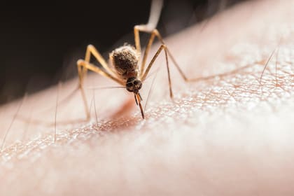 Los especialistas indican que los mosquitos deberían desaparecer en los próximos 10 días