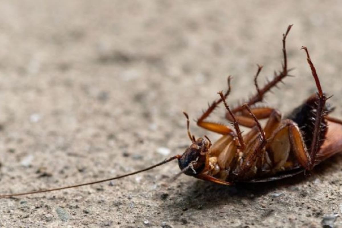 Los especialistas recomiendan no pisar a las cucarachas.