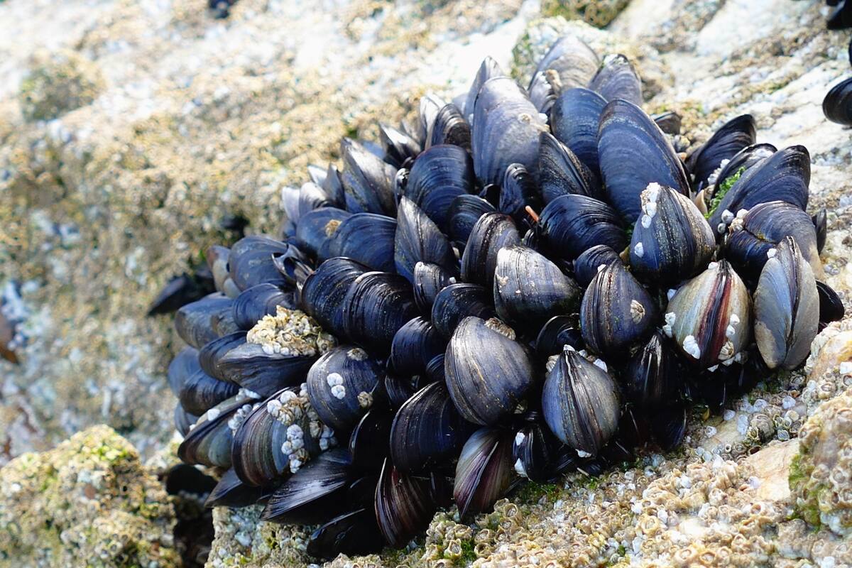 Los especialistas recomiendan no recolectar mejillones, ostras o almejas en la playa