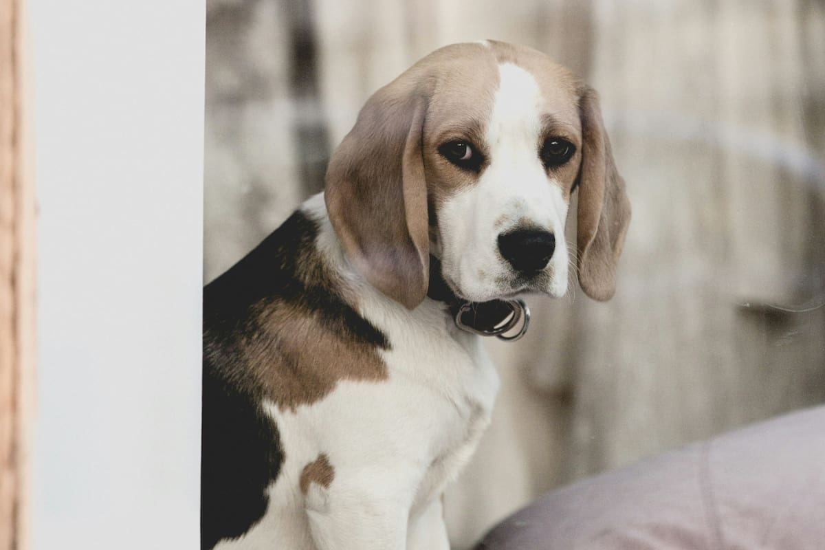 Los especialistas tienen una serie de consejos para que el perro espere afuera del baño (Foto ilustrativa)