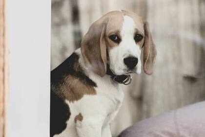 Los especialistas tienen una serie de consejos para que el perro espere afuera del baño (Foto ilustrativa)