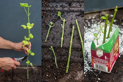 Los esquejes son una forma muy efectiva para lograr nuestras futuras plantas. Los envases de tetrapack son muy resistentes.